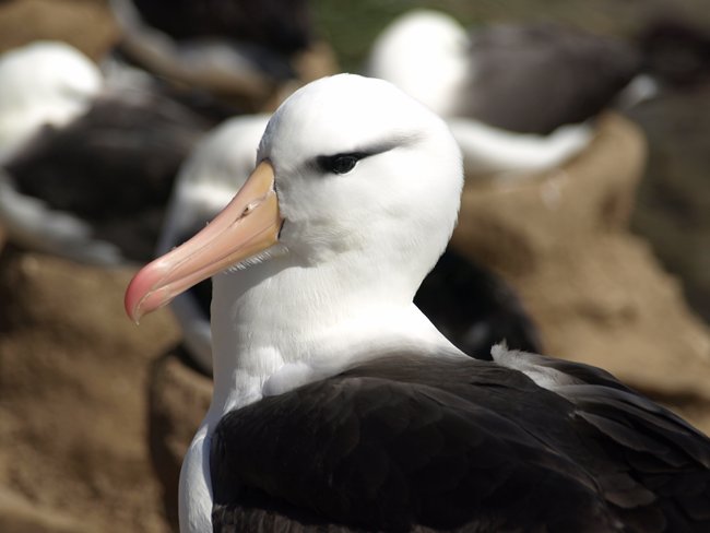 ../../Pictures/241209/059 blackbrowded Albatross.JPG